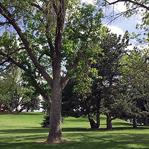 Big trees scattered throughout a green grass field on a sunny day.