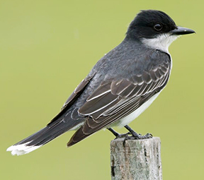 A small bird grey bird with a black and white head on a wooden fence post in front of a green field.