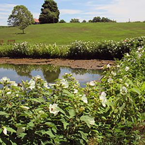 Green bushes with white flowers lining a still pond on a green field on a sunny day.