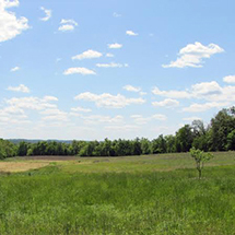 A green field with small trees freshly planted in a row with large forests in the background with a clear blue sky on a sunny day.