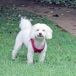 A small white dog with fluffy ears and a fluffy tail wearing a red halter in a green grass. yard