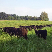 A tall grass field with black cows grazing on a sunny day.