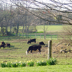 A meadow with black cows surrounded by leafless trees on a cloudy day.