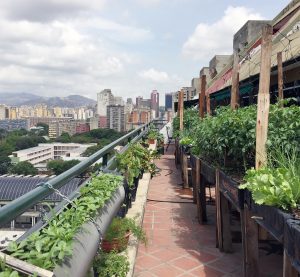 A rooftop garden in Carcacus, Venezuela (Photo courtesy of Rox Monterastelli)