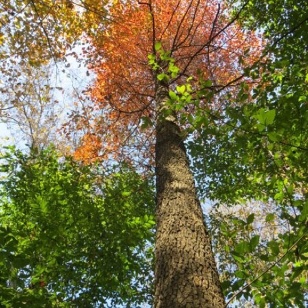 A picture looking up a tall tree with orange leaves surrounded by trees with green and yellow leaves signifies the beginning of fall.