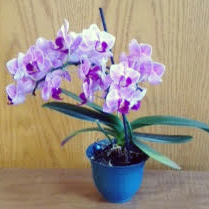 White and purple blossoming orchids in a blue pot on a wooden desk.