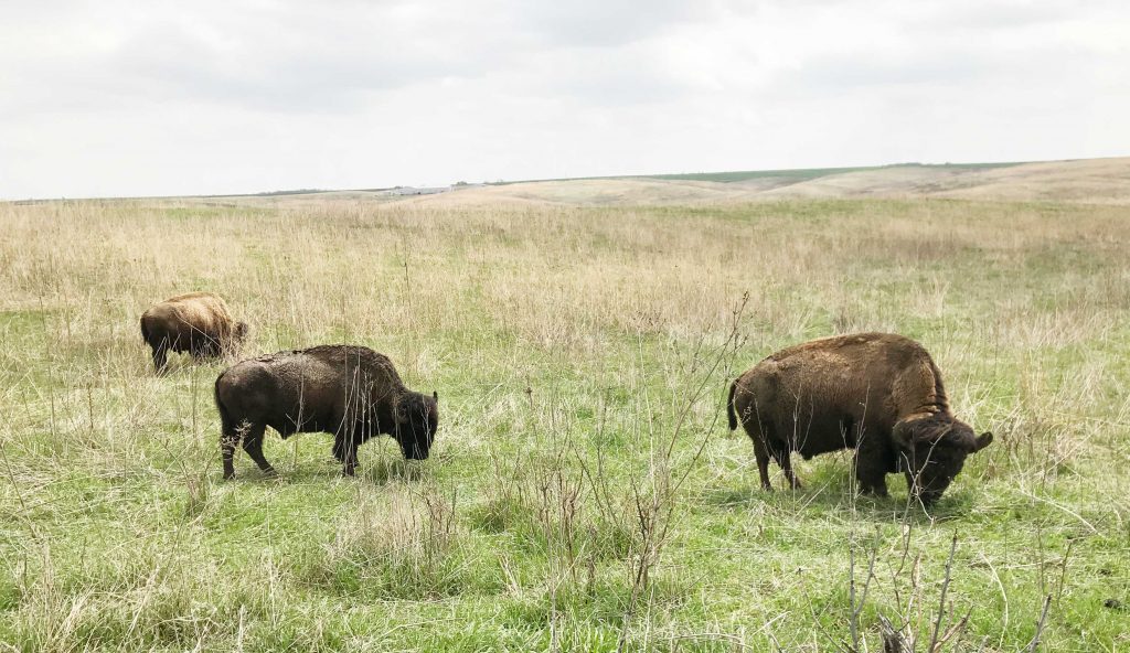 Buffaloes graze on the plain. (Photo by Rebecca Sallee Hanson)