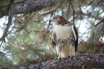 A hawk perches on a tall pine on the grounds of the Denver Center. (Photo by Carolyn Dunbar)