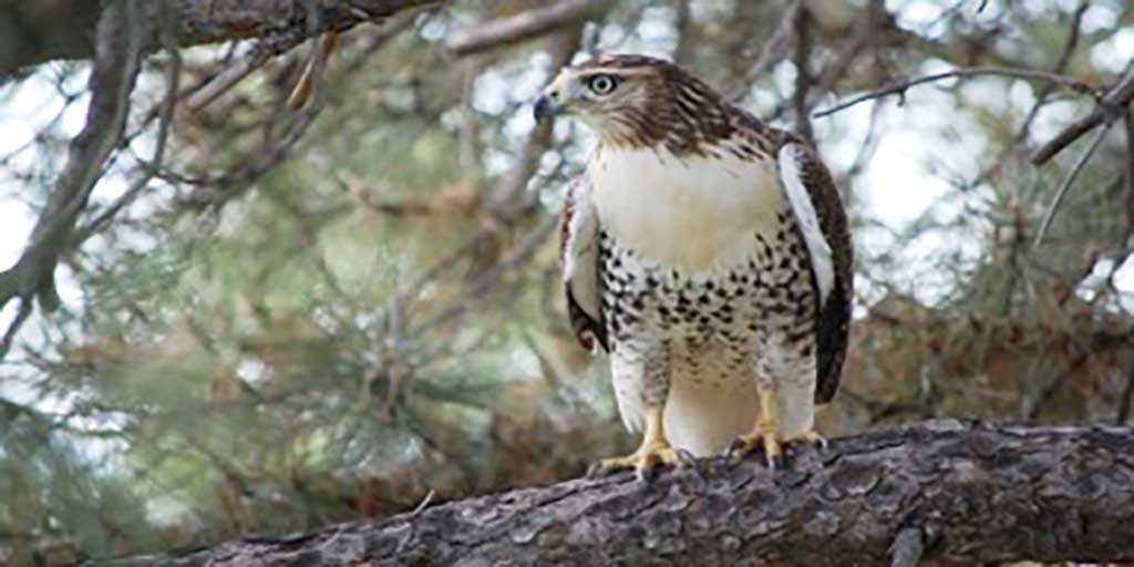 A hawk perches on a tall pine tree.