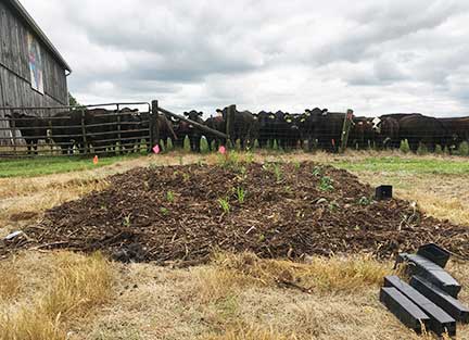 About 120 potted flowers of pollinator habitat were planted nearby where the Motherhouse cows graze.