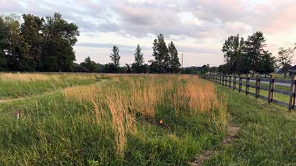 The Motherhouse's 3-acre Nature Preserve Cemetery meadow was planted with four kinds of milkweed.