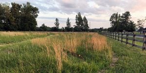 A green field farm landscape picture with a brown wooden fence and large trees in the background.