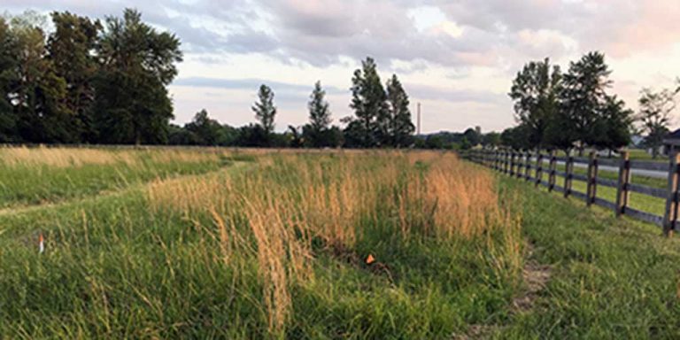 A green field farm landscape picture with a brown wooden fence and large trees in the background.