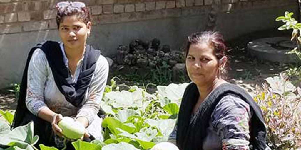 Two women smiling while preoccupied with harvesting leafy greens in an outdoor garden on a sunny day.