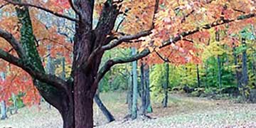 A large leafy tree changes colors in fall in a green forest.