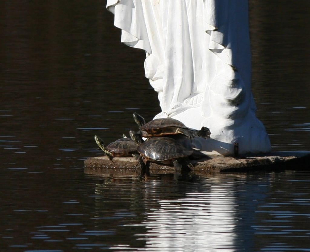 Turtles basking at the foot of Mary