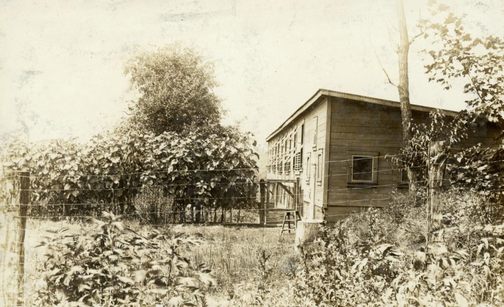 Historic photo of chickens at the Motherhouse