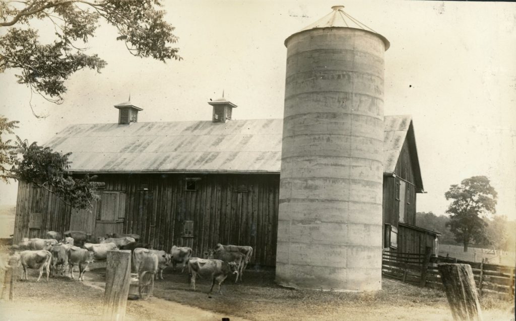 Historic photo of a barn and cows at the Motherhouse