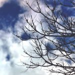 tree branches are profiled against a blue and white sky