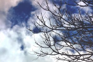 tree branches are profiled against a blue and white sky