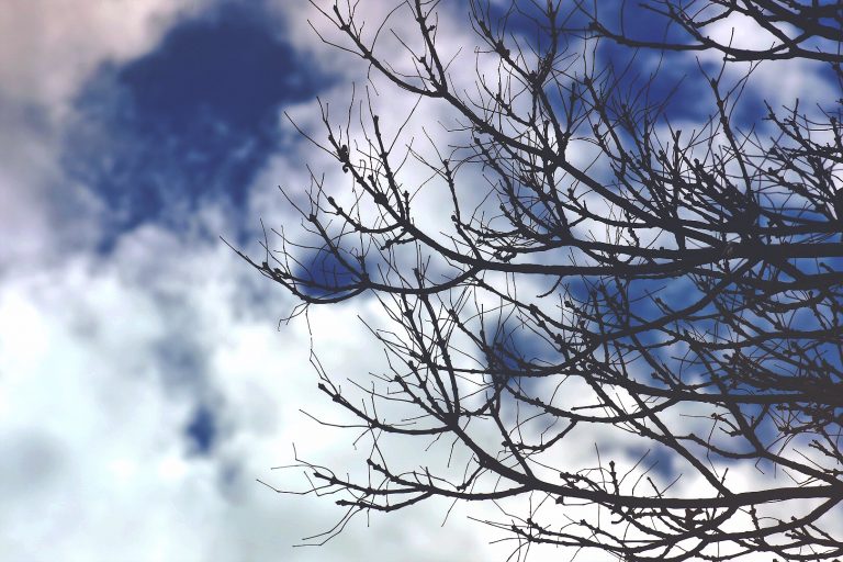 tree branches are profiled against a blue and white sky