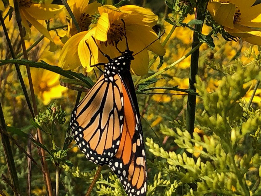 Monarch butterfly feeds on yellow flower