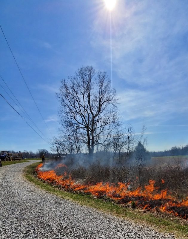 A line of fire burns the grass along the edge of a gravel road.