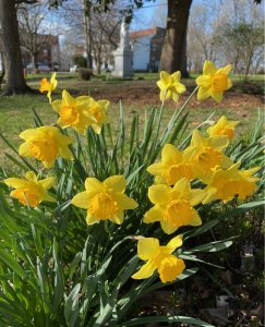 Bright yellow daffodils bloom.