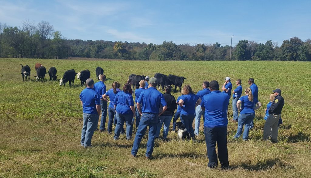 Group of people in blue shirts study cows grazing in the field.