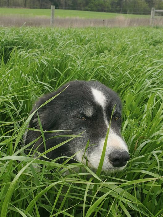 Black and white dog peeks through long grasses