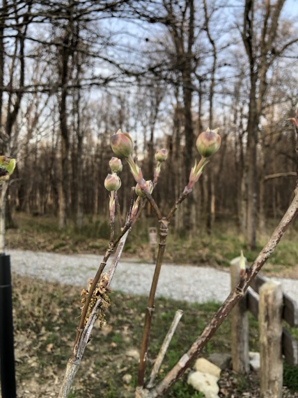 Dogwood buds in front of a gravel road.