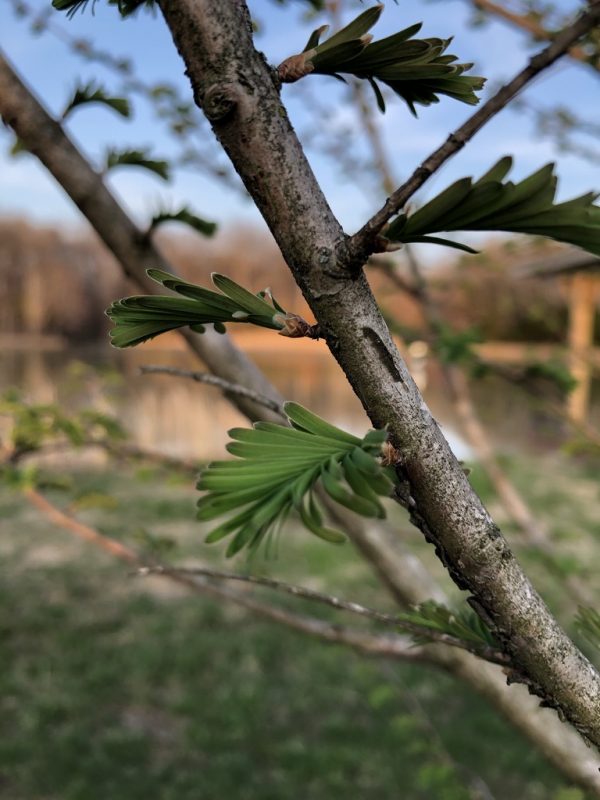 Dawn redwood tree leafing out