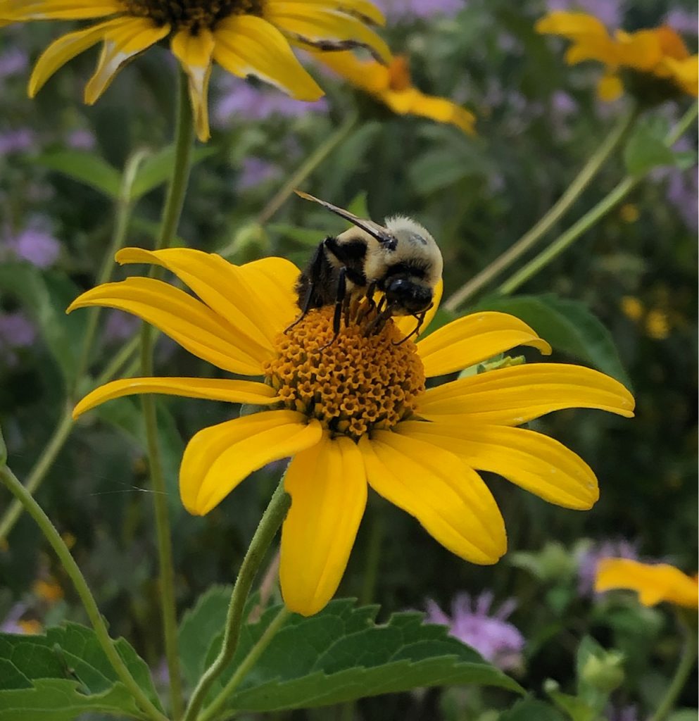 A bee feeds on a yellow flower.