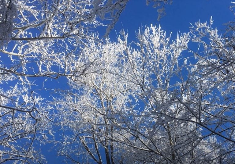 A deep blue sky shows through ice-covered tree branches