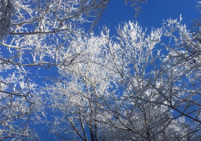 A deep blue sky shows through ice-covered tree branches