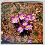 Purple crocuses bloom amidst brown pine needles.