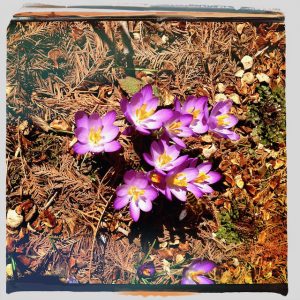 Purple crocuses bloom amidst brown pine needles.
