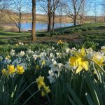 A peaceful spring landscape of yellow and white daffodils growing in the foreground, with trees surrounding a pond in the background.