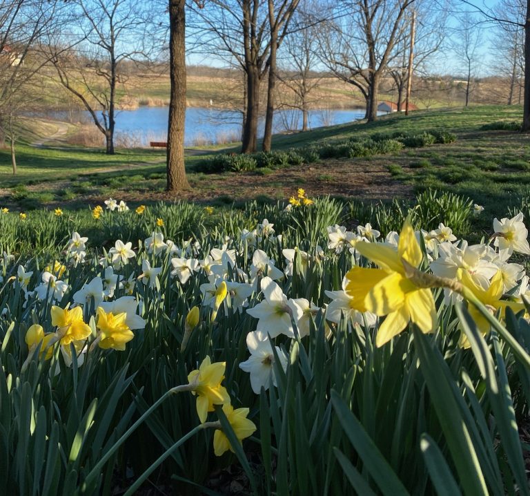 A peaceful spring landscape of yellow and white daffodils growing in the foreground, with trees surrounding a pond in the background.