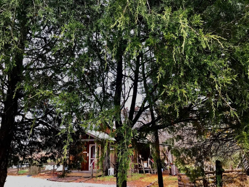 A simple cabin can be seen through the boughs of cedar trees.