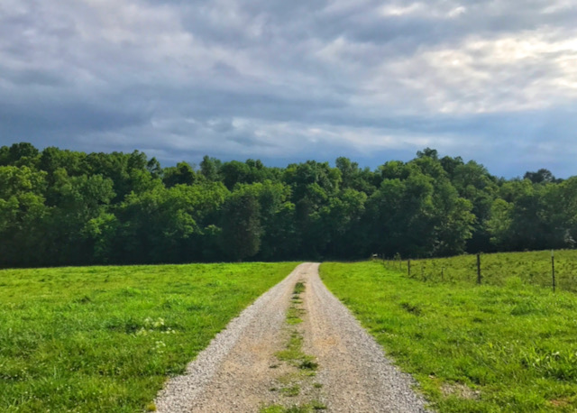 A gravel road leads through a field into a woods.