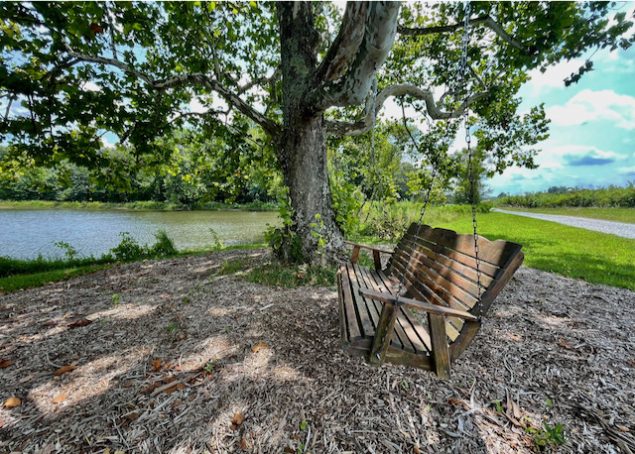 A wooden porch swing hangs from tree next to a lake.