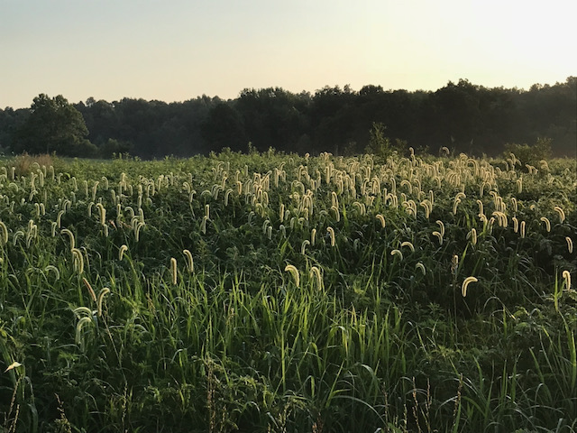 Heads of grass in a field glow golden in the sun.