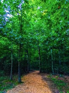 A woodchipped path disappears into the green woods.