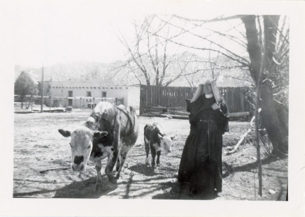 Archival photo of a nun in habit walking with a cow and calf.