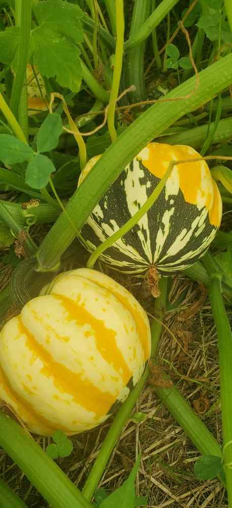 Two bright yellow pumpkins blooming in a vine filled garden.