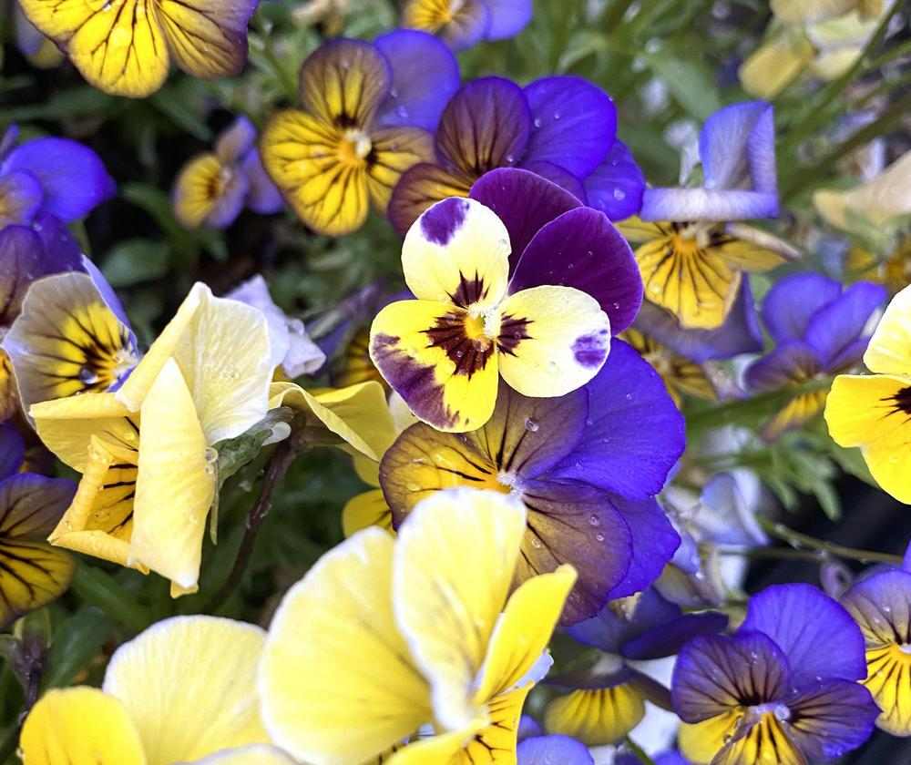 A close up photo of blooming purple and yellow flowers with sparse water droplets.