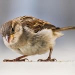 A small brown and cream sparrow, examining their surroundings.