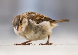 A small brown and cream sparrow, examining their surroundings.