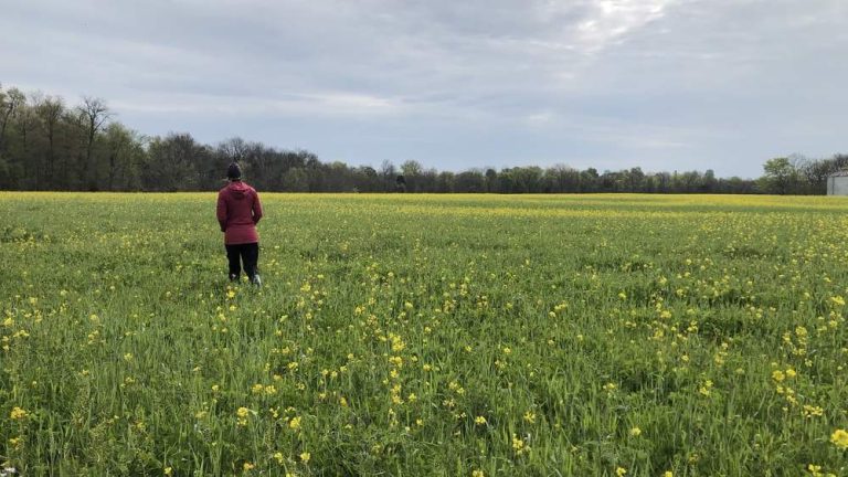 View of person in a red jacket walking away in a field with small yellow and white flowers.